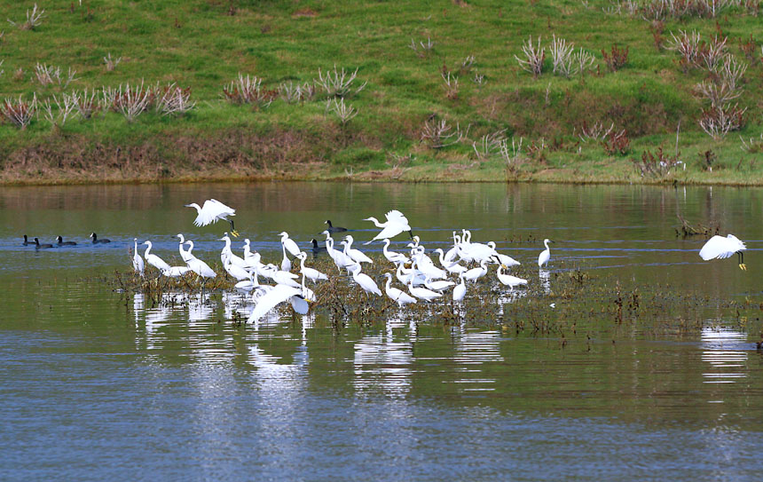 進入冬季，大昌湖國家濕地公園的“老顧客”們如期來到。盧先慶攝