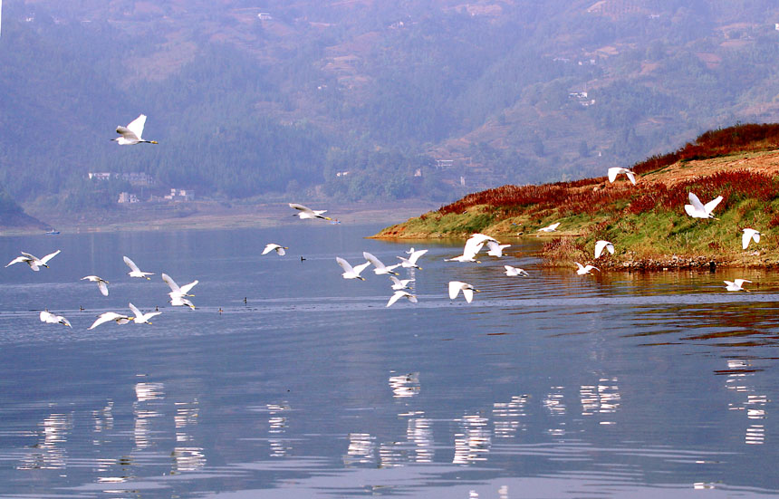 進入冬季，大昌湖國家濕地公園的“老顧客”們如期來到。盧先慶攝
