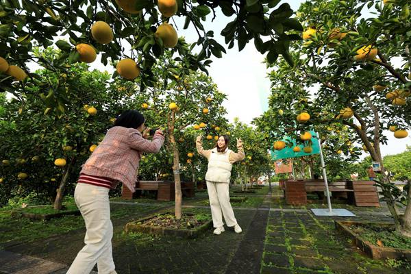 市民在中華·梁平柚海游玩。向成國 攝