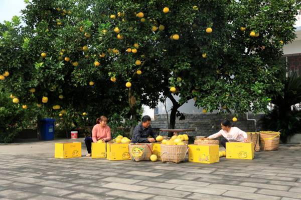 收獲梁平柚。向成國攝