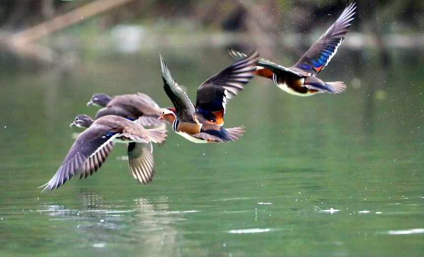 鴛鴦正在水面覓食、戲水。黃智宇攝