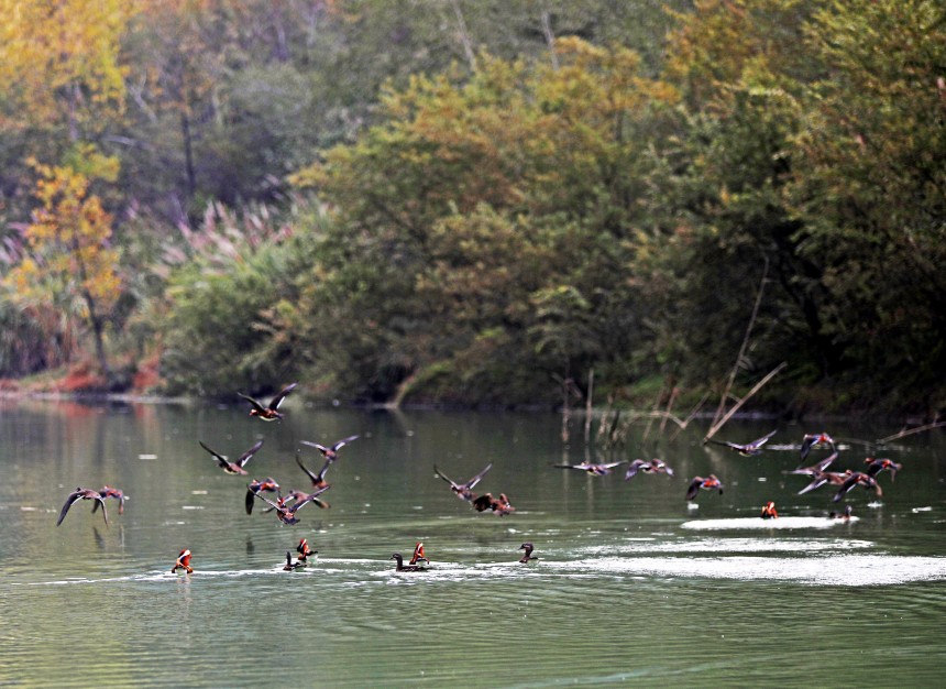 展翅的鴛鴦與綠水青山相映成趣。趙勇攝
