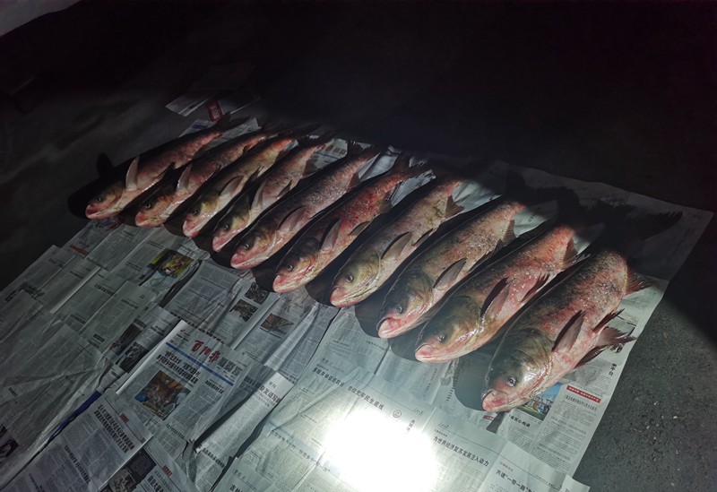 被查獲的漁獲物14尾花鰱。市農業綜合行政執法總隊供圖