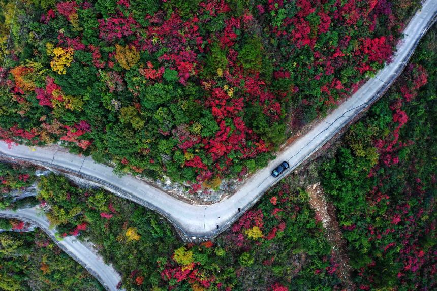 絕壁“天路”兩旁層林盡染，風景如畫。王忠虎攝