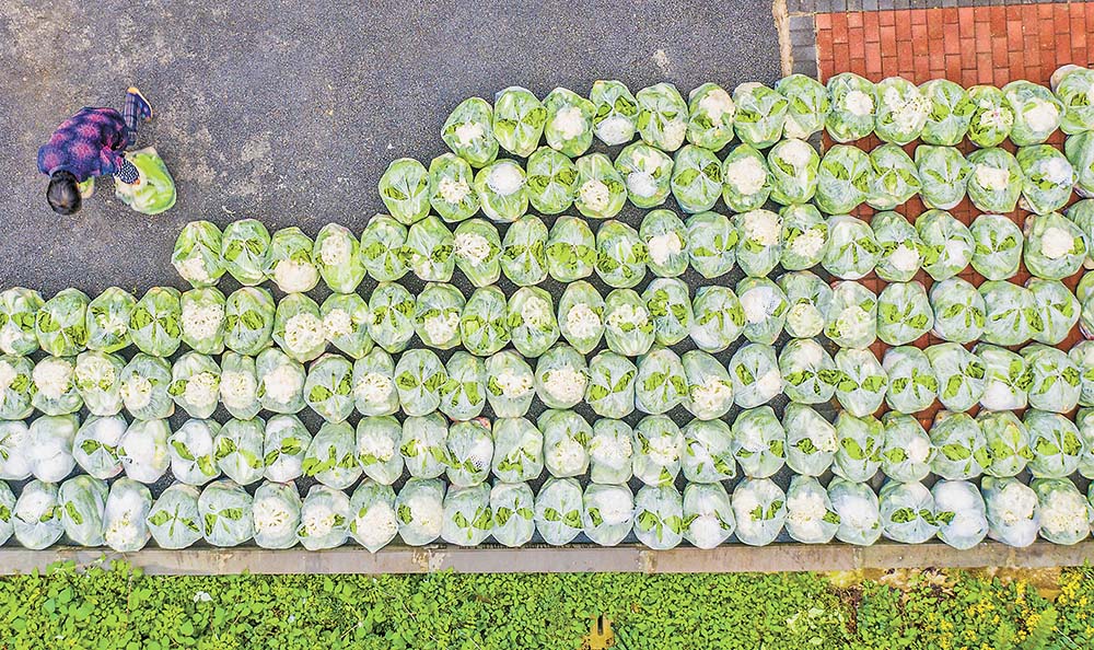 打包 23日，天險洞村村民將蔬菜分裝在一個個塑料袋里。