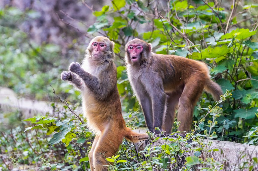 金佛山北坡景區內的野生獼猴。瞿明斌攝