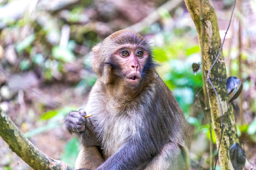 金佛山北坡景區內的野生獼猴。瞿明斌攝