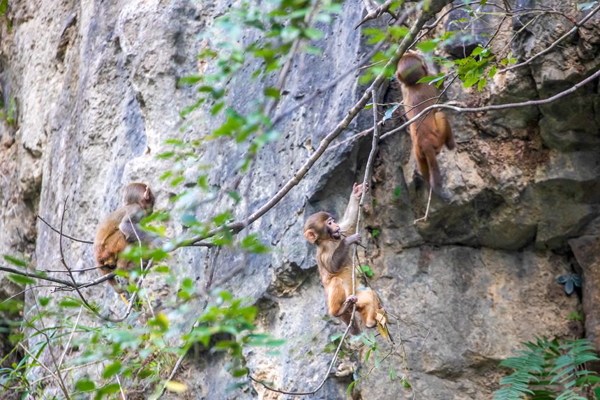 野生獼猴正在峭壁上玩耍。瞿明斌攝