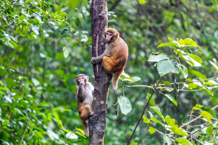 野生獼猴正在樹叢中玩耍。瞿明斌攝