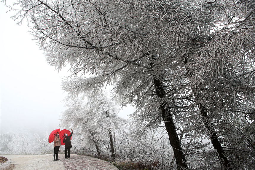 行人在重慶市黔江國家森林公園馬喇鎮灰千梁子景區觀賞霧凇。 楊敏攝