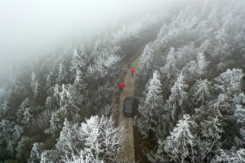 游人從綠葉與樹枝的交錯中，緩緩駛入了童話般的霧凇世界。楊敏攝