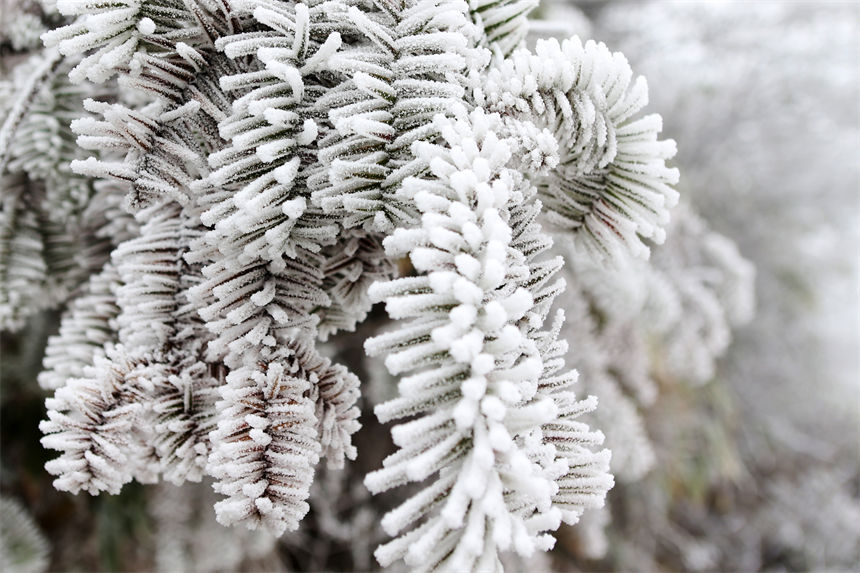 松枝上晶瑩剔透的霧凇，猶如瓊花盛開。楊敏攝