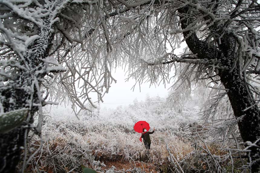 冰晶玉樹宛如仙境的霧凇景觀吸引游人觀賞拍照。楊敏攝