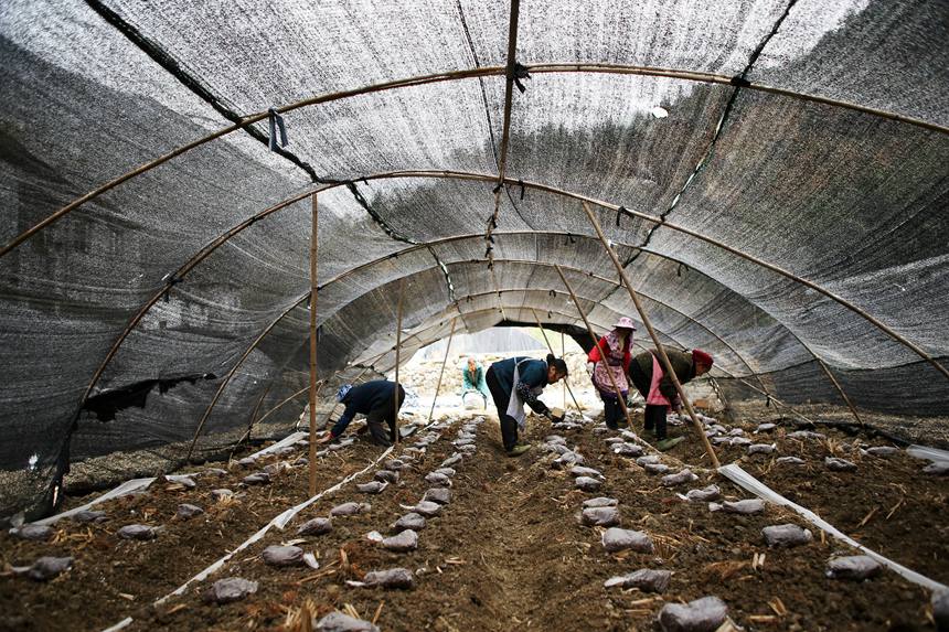 村民在擺放羊肚菌營養包。楊敏攝