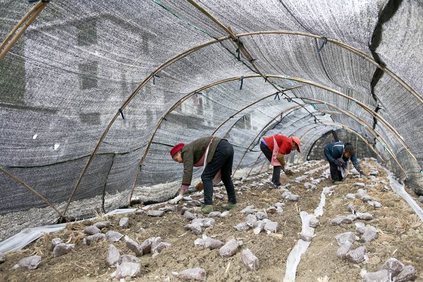 村民在擺放羊肚菌營養包。楊敏攝