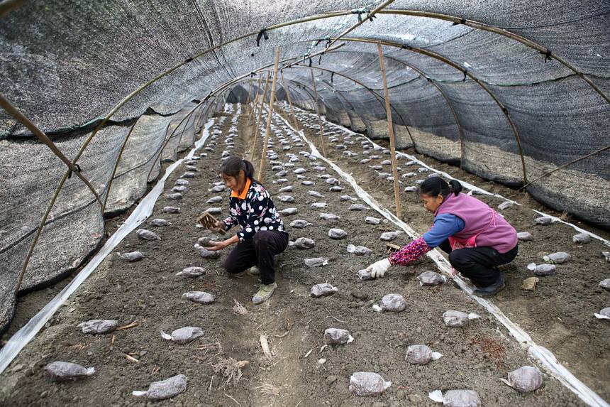 村民在擺放羊肚菌營養包。楊敏攝