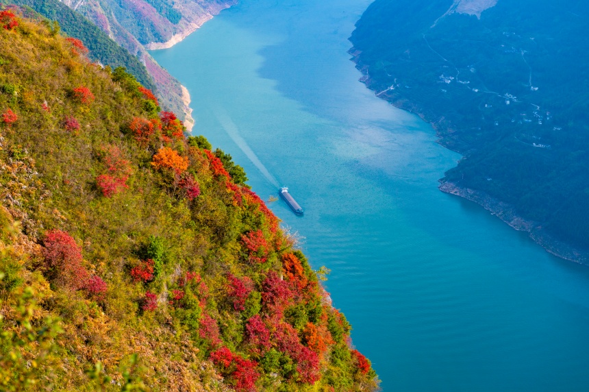 航拍巫山紅葉。汪長征攝