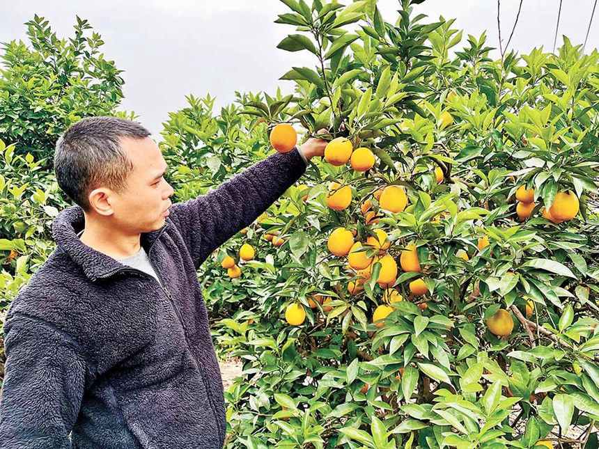 睦和村村民李偉正在果園檢查臍橙成熟度。記者 栗園園 攝\視覺重慶