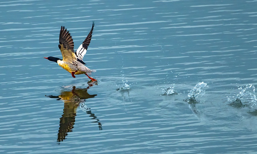 中華秋沙鴨拍打水面。魏若谷攝