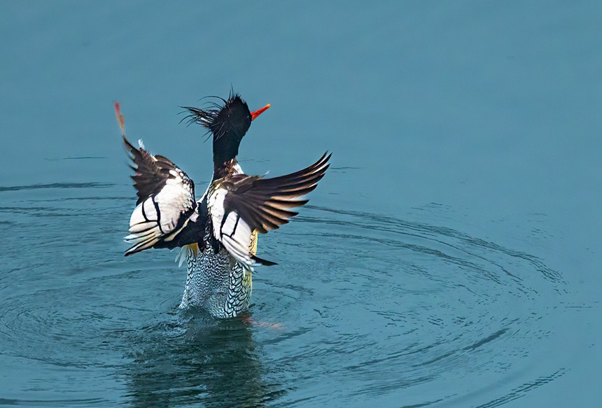 中華秋沙鴨翩躚起舞。魏若谷攝