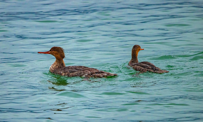 紅胸秋沙鴨。魏若谷攝