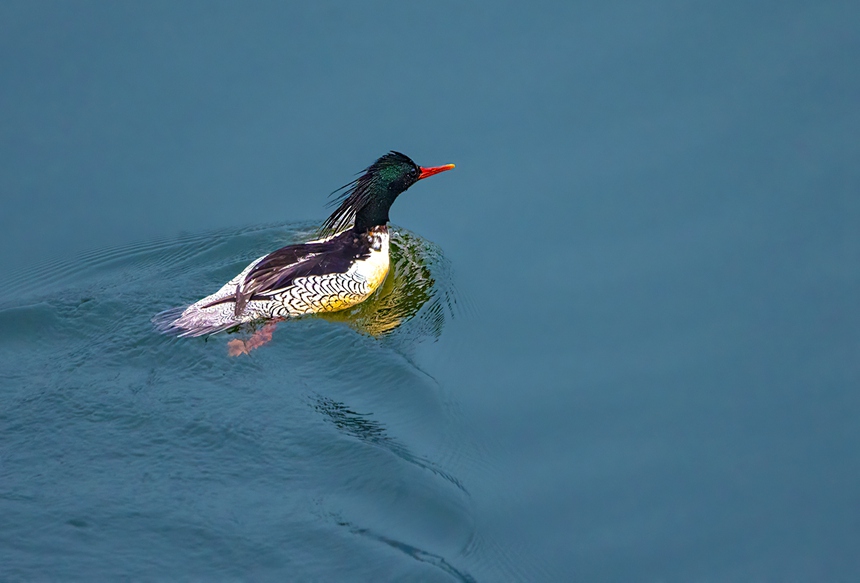 中華秋沙鴨水中暢游。魏若谷攝