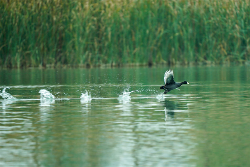 候鳥翩躚湖面，美不勝收。郭旭攝
