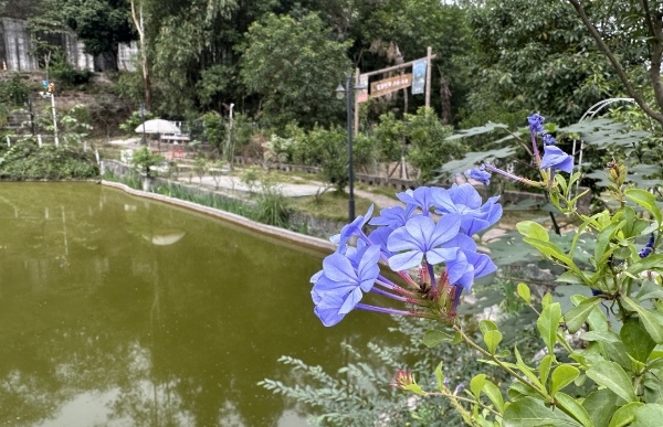 村莊環境變美。界石鎮供圖