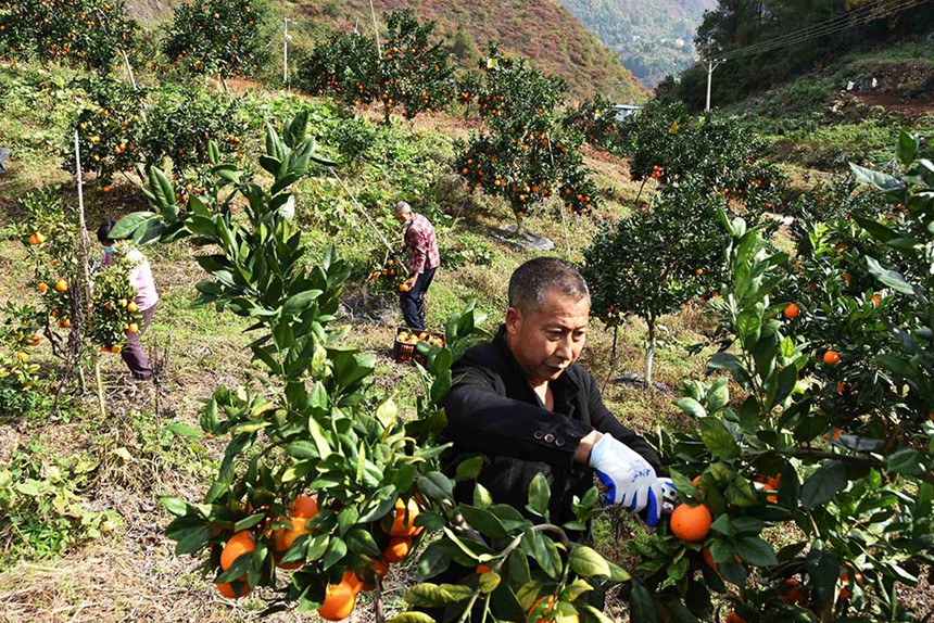 巫山縣三溪鄉田家村柑橘園招收當地農民務工，圖為11月24日工人在采摘臍橙。通訊員 王忠虎 魯作炳 攝/視覺重慶