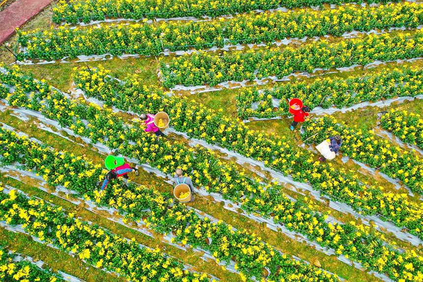 10月27日，巴南區東溫泉鎮黃金林村的菊花進入了盛花期，務工人員正搶抓時節采收菊花。通訊員 李攀 彭怡 攝/視覺重慶