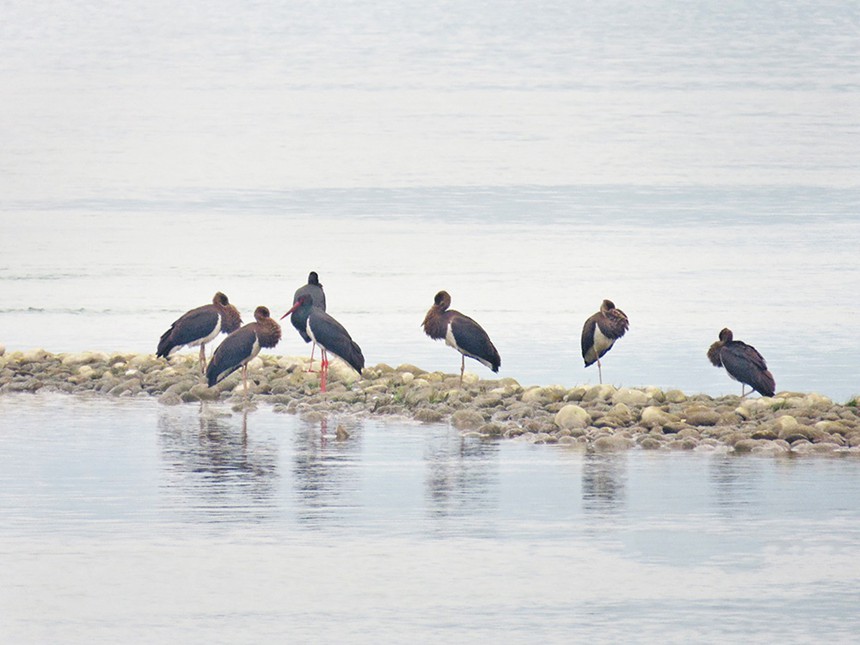 自然保護區內，黑鸛正在嬉戲覓食。（市林業局供圖）