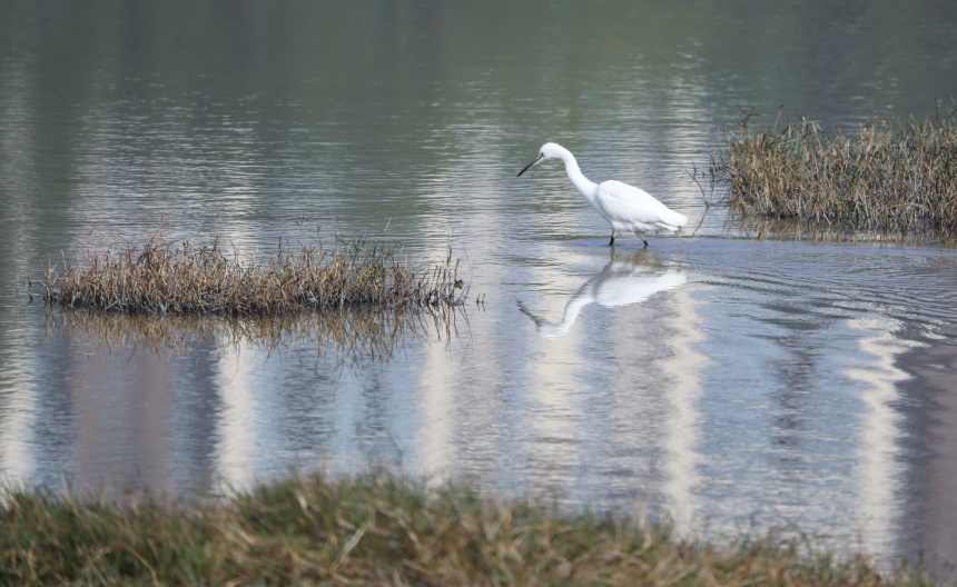 白鶴在雙桂湖國家濕地公園中覓食。熊偉攝