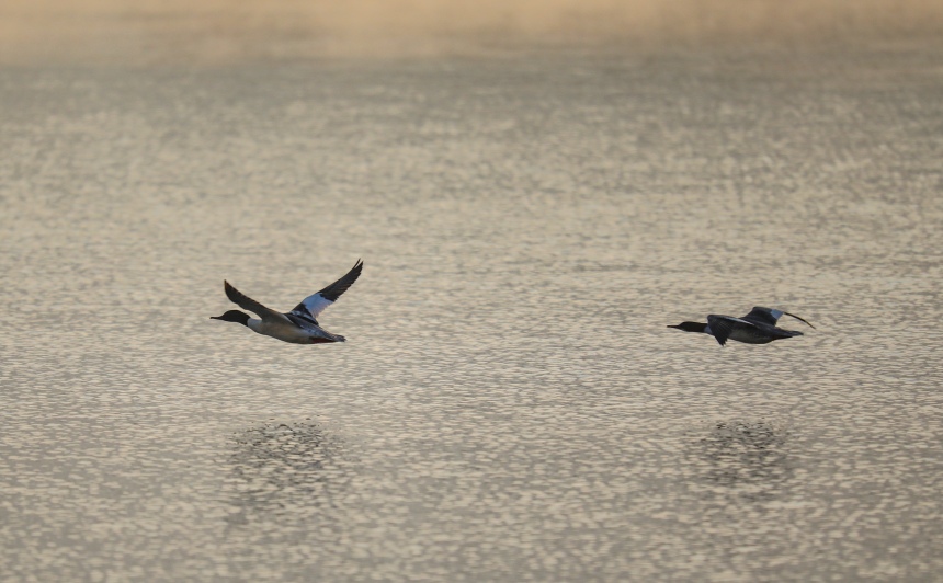 候鳥掠過水面。熊偉攝