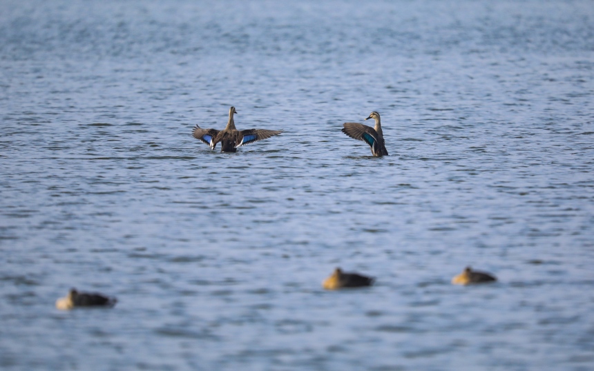 候鳥在湖中戲水。熊偉攝