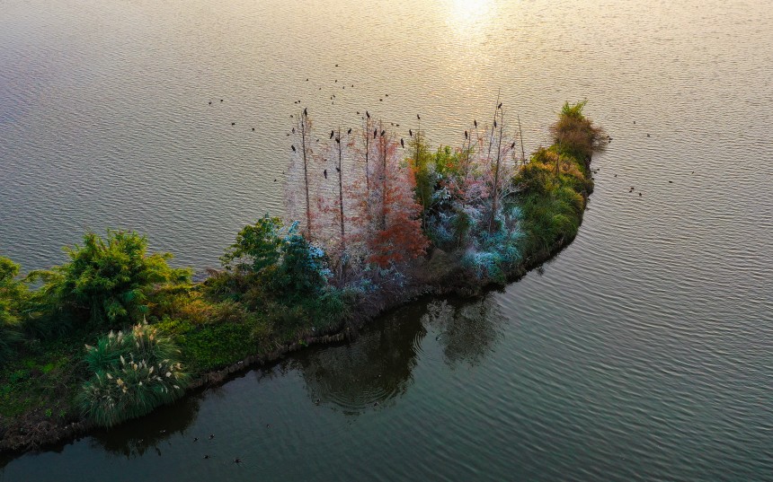 候鳥在湖中心的小島上棲息。熊偉攝