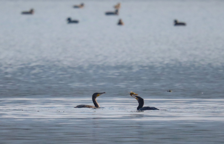 候鳥在覓食。熊偉攝