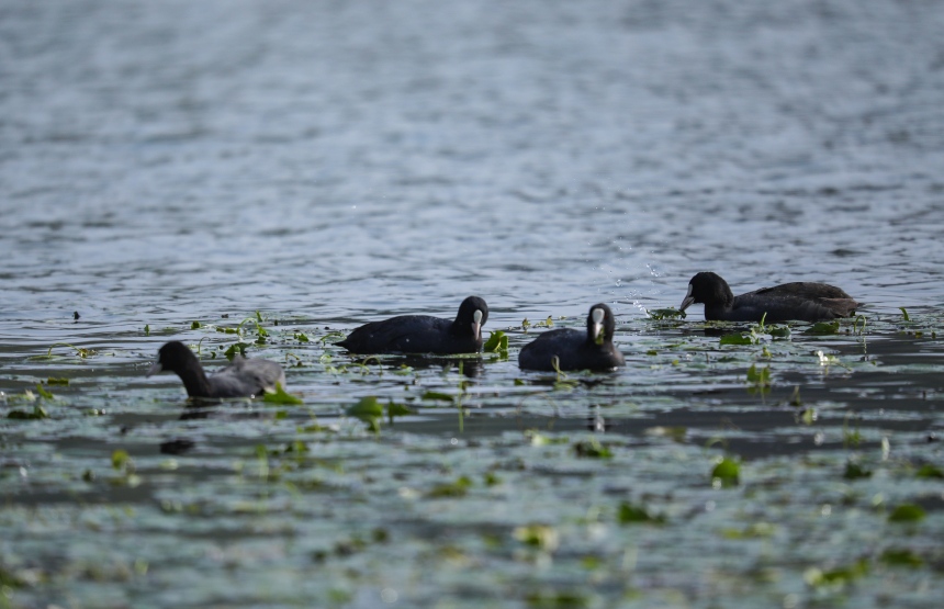 候鳥在荇菜叢中覓食。熊偉攝