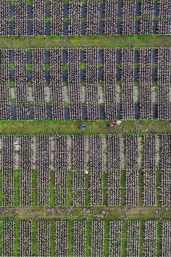 黔江區石會鎮食用菌種植基地，工作人員在觀察全桑枝黑木耳的生長情況。楊敏攝