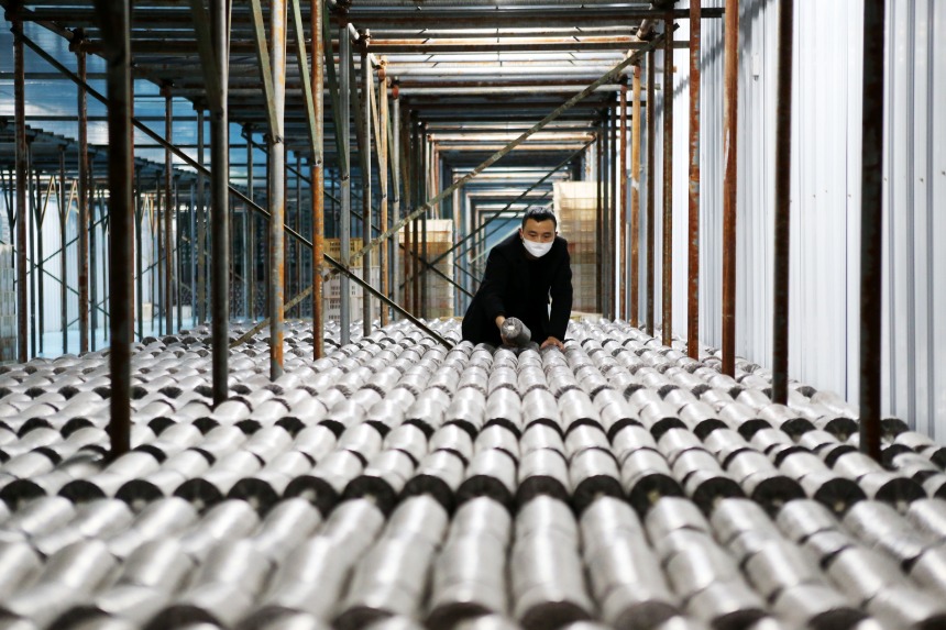 黔江區石會鎮食用菌種植基地，技術員在觀察黑木耳全桑枝菌棒的菌絲生長情況。楊敏攝