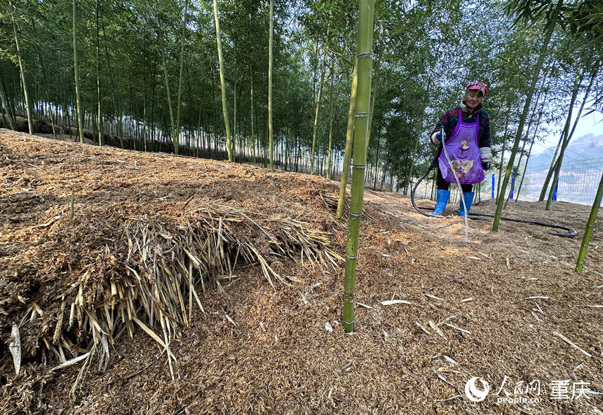 村民給竹林覆蓋物澆水保持濕潤。人民網 劉政寧攝