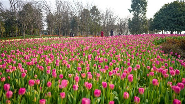 長壽湖郁金香盛開。許林攝