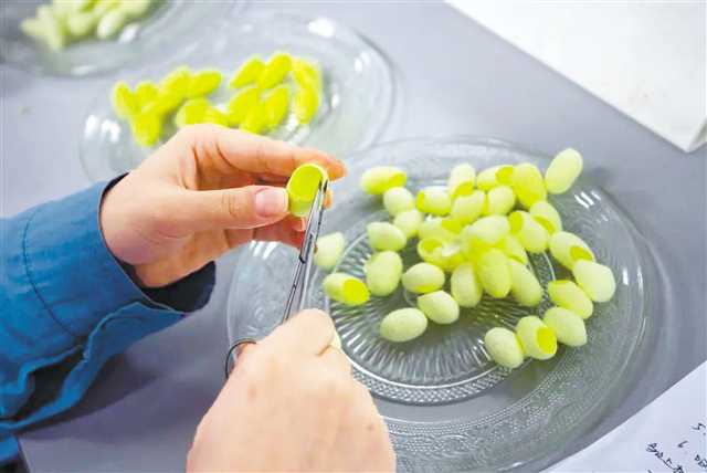 2月2日，西南大學家蠶基因組生物學國家重點實驗室，新結出的綠蠶。記者 鄭宇 攝/視覺重慶