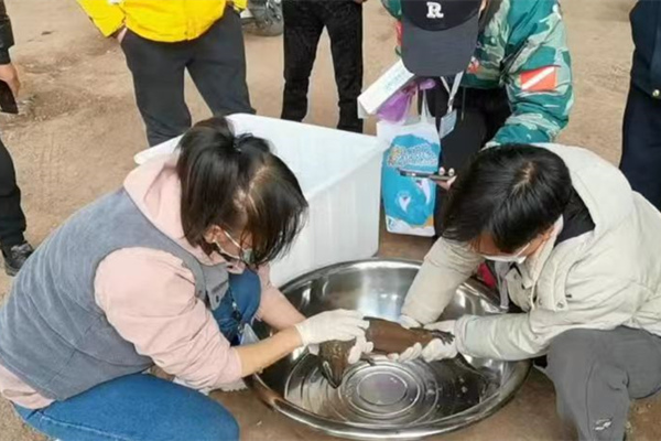 相關工作人員對娃娃魚進行健康檢查。萬州區委宣傳部供圖