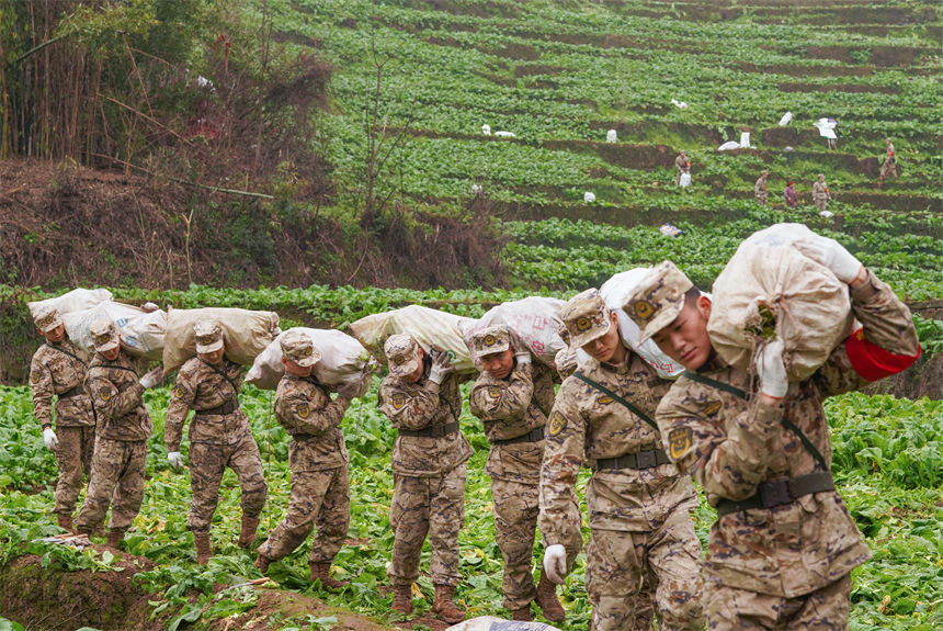 2月9日，在重慶涪陵區百勝鎮齊曲村，武警重慶總隊執勤第四支隊官兵正在幫助村民搶收青菜頭。曹偉攝