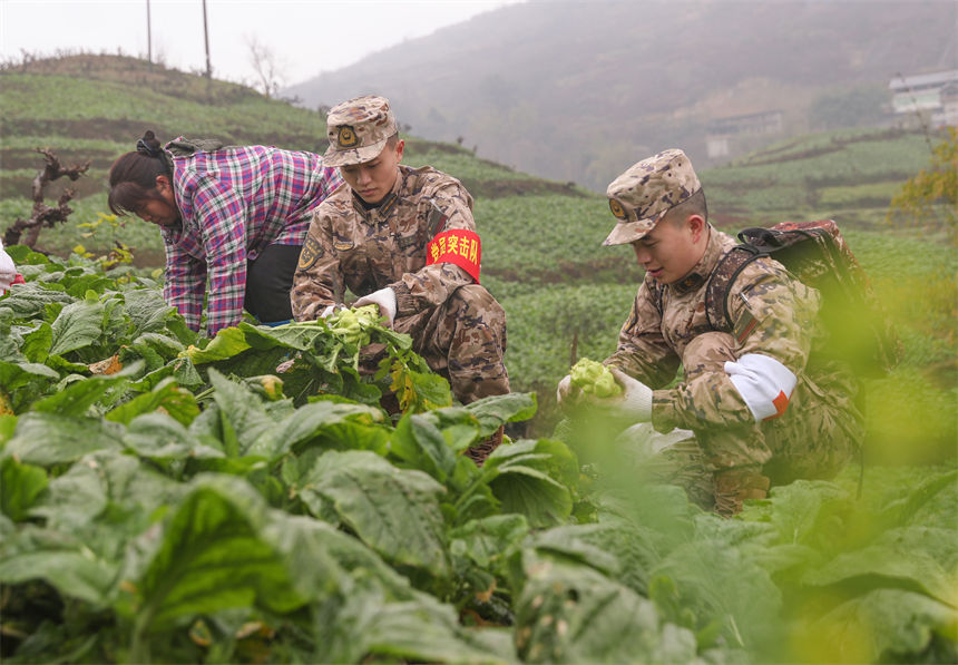 2月9日，在重慶涪陵區百勝鎮齊曲村，武警重慶總隊執勤第四支隊官兵正在幫助村民搶收青菜頭。李易聰攝