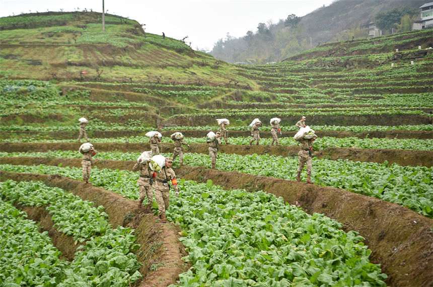2月9日，在重慶涪陵區百勝鎮齊曲村，武警重慶總隊執勤第四支隊官兵正在幫助村民搶收青菜頭。唐志勇攝 