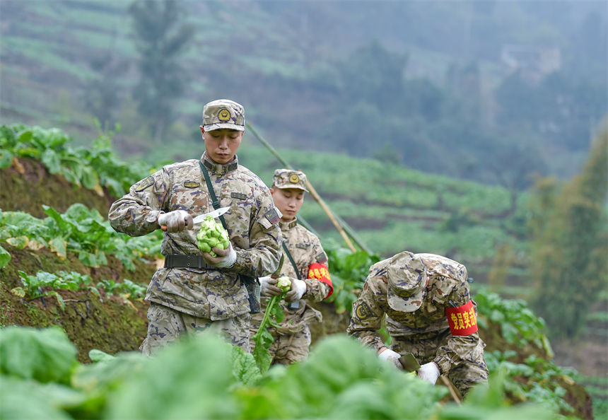 2月9日，在重慶涪陵區百勝鎮齊曲村，武警重慶總隊執勤第四支隊官兵正在幫助村民搶收青菜頭。唐志勇攝