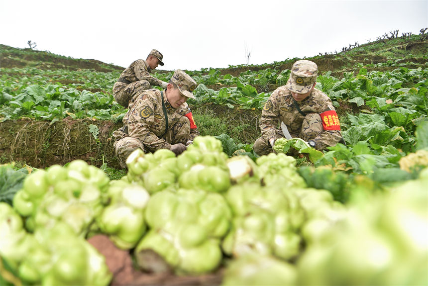 2月9日，在重慶涪陵區百勝鎮齊曲村，武警重慶總隊執勤第四支隊官兵正在幫助村民搶收青菜頭。唐志勇攝