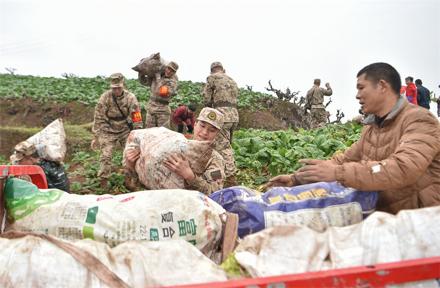 2月9日，在重慶涪陵區百勝鎮齊曲村，武警重慶總隊執勤第四支隊官兵正在幫助村民搶收青菜頭。唐志勇攝