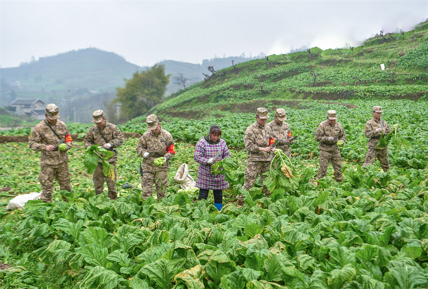 2月9日，在重慶涪陵區百勝鎮齊曲村，武警重慶總隊執勤第四支隊官兵正在幫助村民搶收青菜頭。唐志勇攝